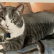 Taz is registered to the contest to win money with this photo: cat, tabby, pet, animal, feline, collar, indoor, cozy, blanket, resting, cute, fur, whiskers, paw, relaxed, home, domestic, mammal, portrait, comfortable