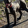 dog, canine, pet, leash, red_collar, grass, pavement, outdoor, sunlight, shadow, panting, tongue, black_fur, white_chest, standing, ears, eyes, front_paws, portrait, happy