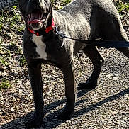 Autumn is registered to the contest to win money with this photo: dog, canine, pet, leash, red_collar, grass, pavement, outdoor, sunlight, shadow, panting, tongue, black_fur, white_chest, standing, ears, eyes, front_paws, portrait, happy