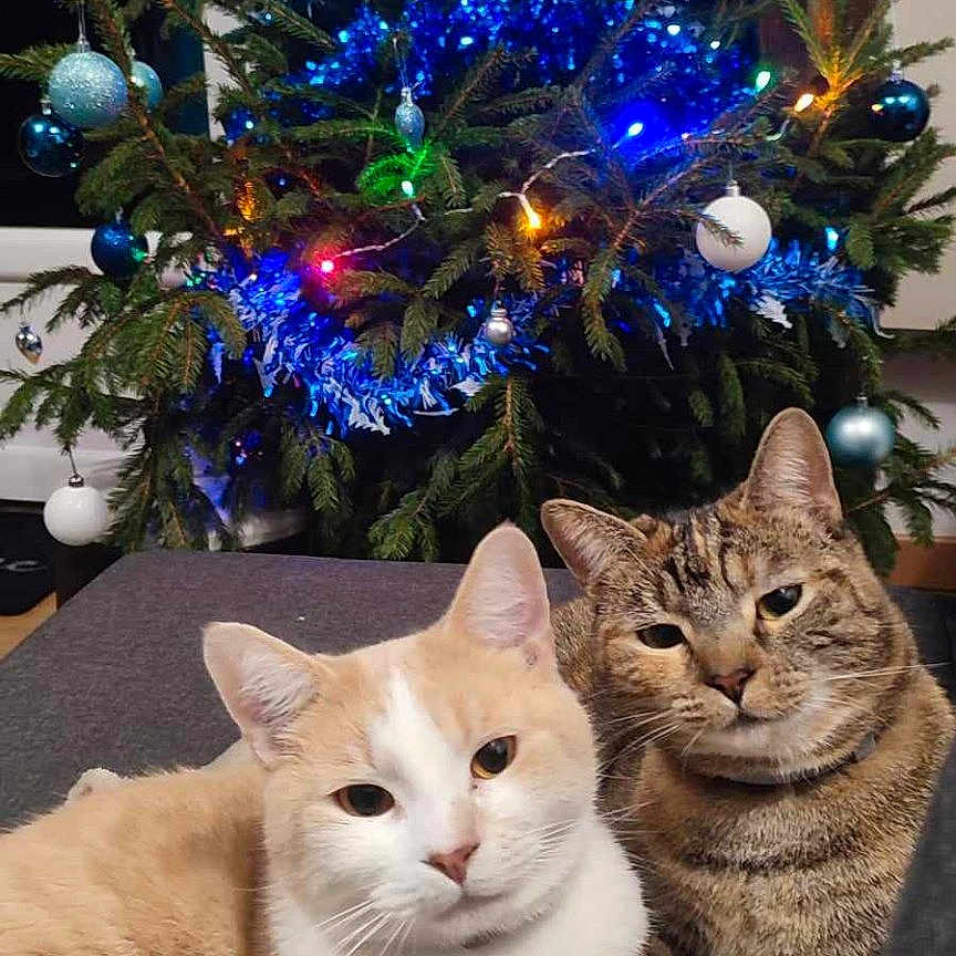 Baloo participe au concours pour gagner de l'argent avec cette photo : abyssinian, accessories, animal, cat, christmas, christmasdecorations, christmastree, conifer, couch, festival, furniture, indoors, kitten, lighting, manx, pet, plant, pottedplant, tree, wood