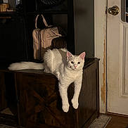 Makima joined the competition — help win amazing prizes! cat, white_cat, feline, pet, indoor, wooden_cabinet, door, doorknob, fan, bag, floor, carpet, relaxed, animal, household, domestic, fur, paws, furniture, quiet