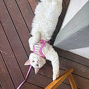 Makima is registered to the contest to win money with this photo: animal, cat, chair, curious, cute, domestic_animal, eyes, flooring, fur, furniture, harness, indoor, paw, pet, pink_harness, relaxed, stretching, whiskers, white_cat, wooden_floor