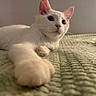 cat, white_cat, pet, animal, feline, paw, curious, stretching, indoor, bed, blanket, texture, soft_light, cute, whiskers, ears, nose, relaxed, closeup, lying_down