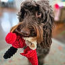 dog, brown_dog, toy, indoor, close_up, pet, playful, fur, cute, animal, looking_up, colorful, soft_focus, background_blur, expressive_eyes, canine, household, companion, fun, domestic_animal