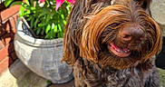 Memphis joined the competition — help win amazing prizes! dog, brown_dog, curly_fur, flower_pot, pink_flowers, lilies, outdoor, sunlight, patio, plant, green_leaves, happy, pet, animal, close_up, snout, nose, tongue, garden, nature