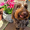 dog, brown_dog, curly_fur, flower_pot, pink_flowers, lilies, outdoor, sunlight, patio, plant, green_leaves, happy, pet, animal, close_up, snout, nose, tongue, garden, nature