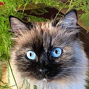 Mia a rejoint le concours — aidez-le/la à gagner de superbes lots ! cat, blue_eyes, fluffy, close_up, greenery, plants, nature, face, whiskers, ears, fur, indoor, pet, animal, curious, portrait, mammal, soft_light, domestic_cat, feline