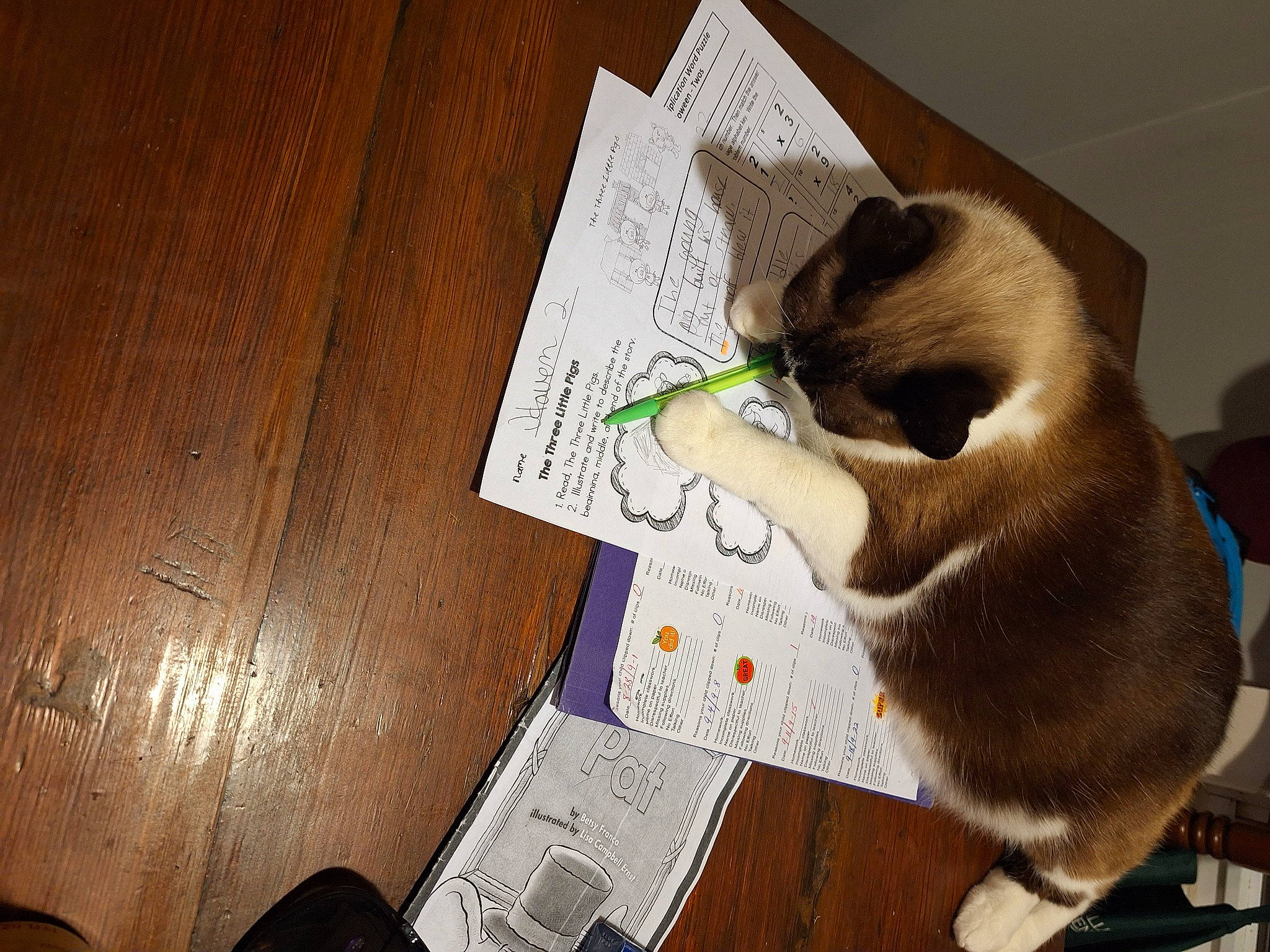 Issabeau joined the competition — help win amazing prizes! carnivore, cat, comfort, domestic_short_haired_cat, fawn, felidae, flooring, fur, hardwood, paper, paper_product, paw, pet_supply, room, siamese, small_to_medium_sized_cats, tail, thai, whiskers, wood