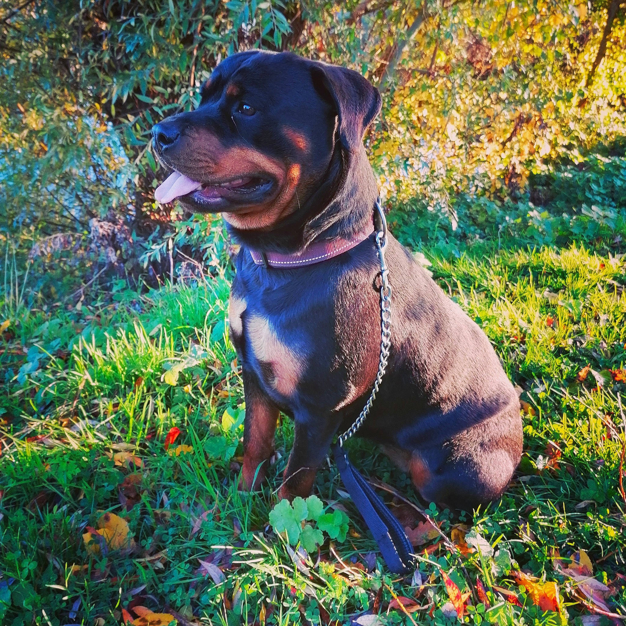 Priska participe au concours pour gagner de l'argent avec cette photo : black_and_tan_terrier, canidae, carnivore, companion_dog, dog, dog_breed, fawn, guard_dog, leaf, mammal, plant, puppy, rottweiler, working_dog