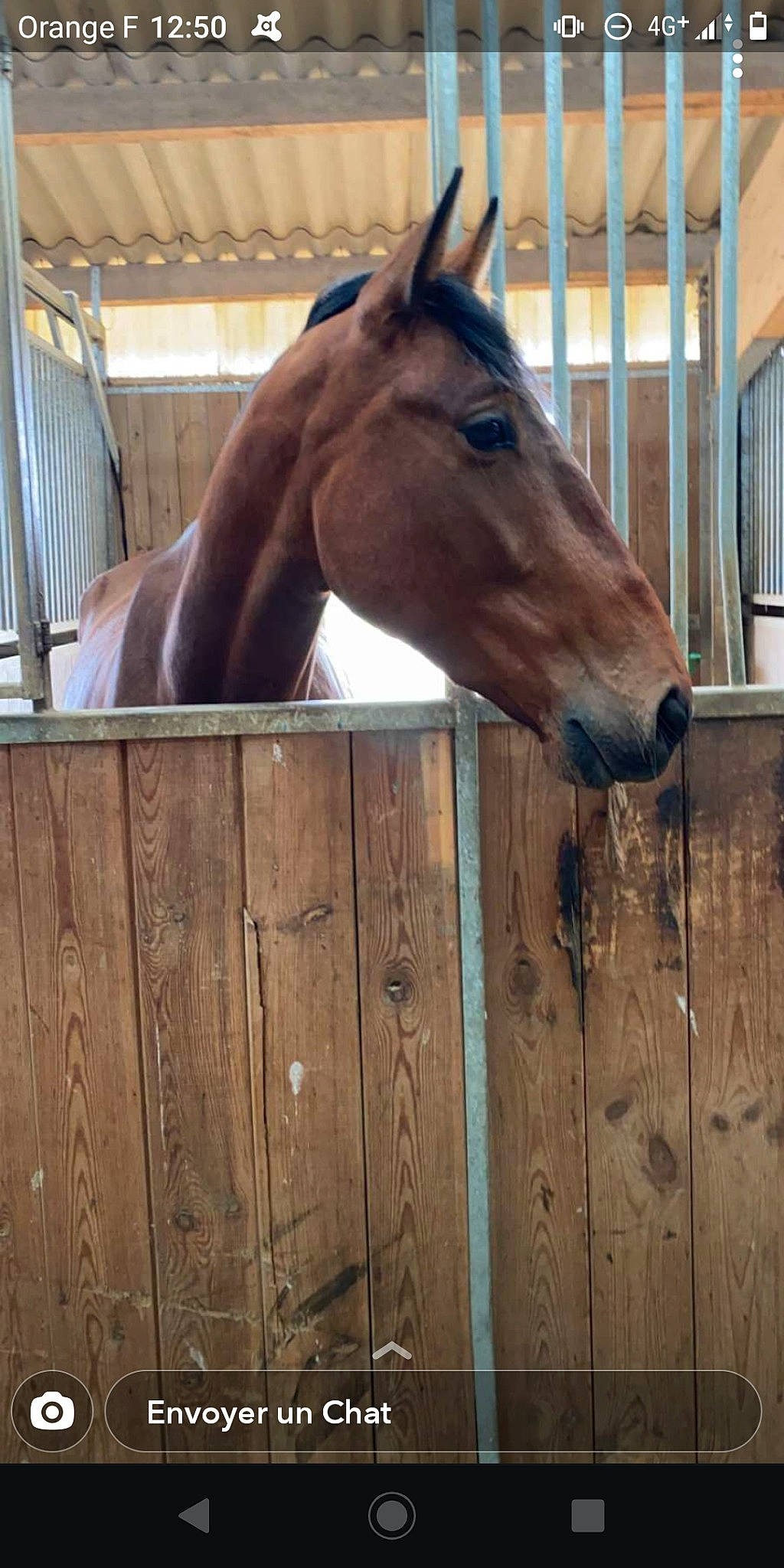 Elihaou participe au concours pour gagner de l'argent avec cette photo : horse, horse_grooming, liver, mane, mare, mustang_horse, snout, sorrel, stable, stall, stallion, wood