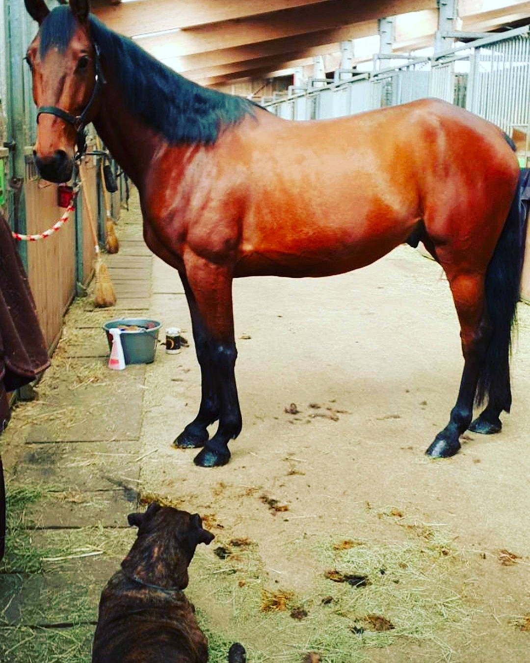 Elihaou a rejoint le concours — aidez-le/la à gagner de superbes lots ! horse, horse_supplies, landscape, liver, livestock, mammal, mane, mare, mustang_horse, ranch, snout, sorrel, stallion, vertebrate
