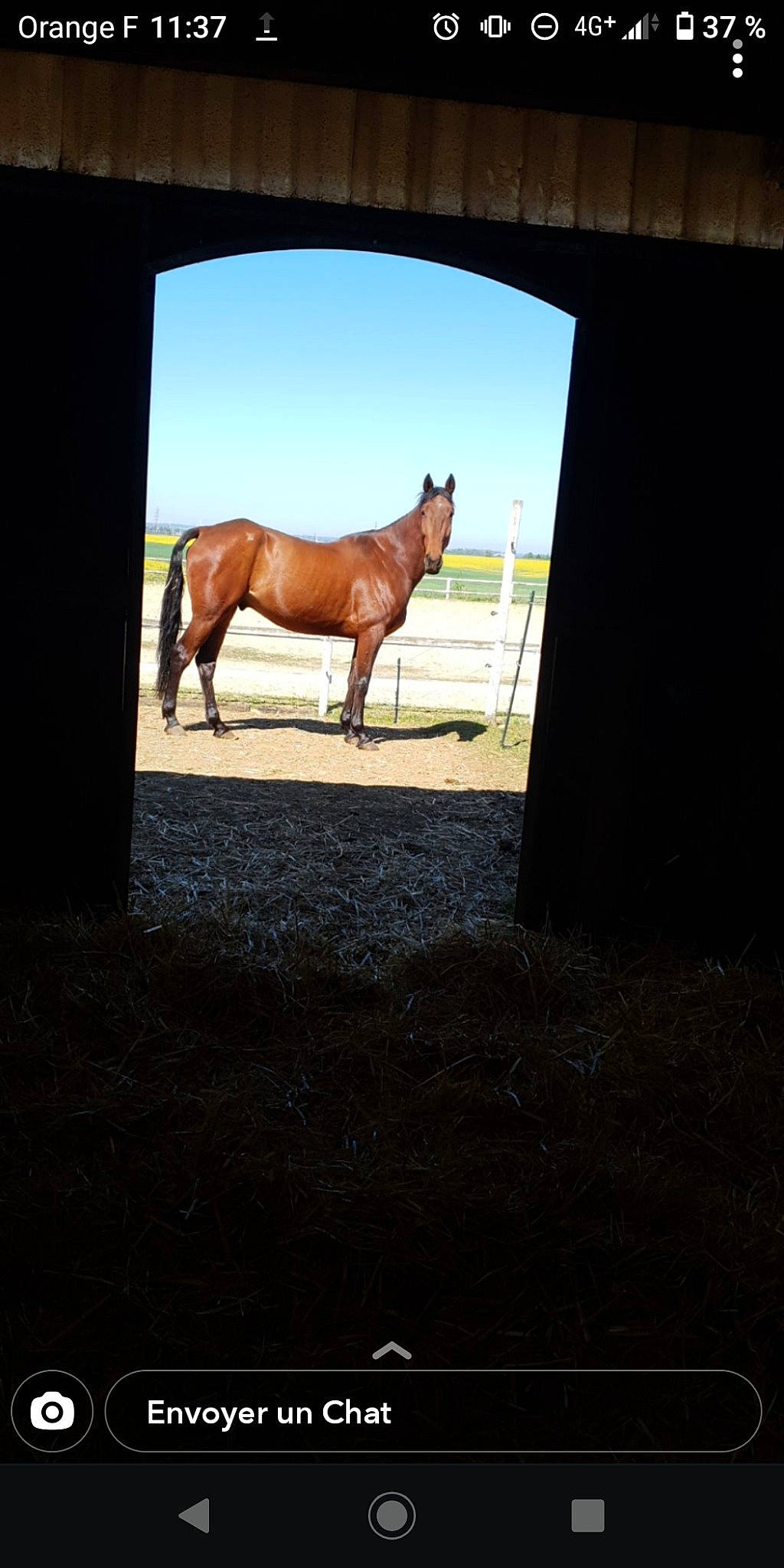 Elihaou a rejoint le concours — aidez-le/la à gagner de superbes lots ! horse, landscape, mane, mare, mustang_horse, sky, sorrel, stallion, wildlife