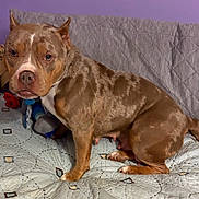 Snowball joined the competition — help win amazing prizes! dog, pitbull, pet, mammal, brindle, brown_coat, bed, blanket, quilt, paw, nose, ears, eyes, looking_at_camera, indoor, household, toy, stuffed_toy, sitting, close_up