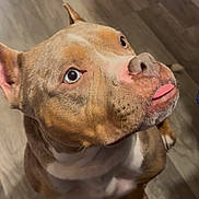 Snowball is registered to the contest to win money with this photo: brown_coat, canine, close_up, cute, dog, ear, expression, hardwood_floor, indoor, light_eyes, looking_up, nose, paw, pet, pitbull, portrait, sitting, tongue_out, whiskers, white_chest