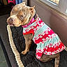 animal, bench, blanket, blue_eyes, brown_coat, curtain, cute, dog, floral_dress, home, indoor, looking_back, mammal, pet, pink_collar, pink_dress, pitbull, portrait, rope_toy, window