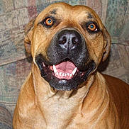 Dixie is registered to the contest to win money with this photo: