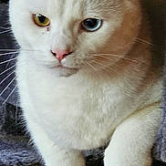Toes is registered to the contest to win money with this photo: cat, white_cat, heterochromia, yellow_eye, blue_eye, pet, animal, close_up, feline, whiskers, ears, paws, resting, indoor, cute, soft_fur, portrait, looking, gray_background, domestic_cat