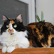 Nucita is registered to the contest to win money with this photo: cat, calico_cat, feline, pet, indoor, table, wooden_table, green_eyes, fluffy, fur, plant, cactus, window, chair, domestic_animal, animal, resting, alert, closeup, portrait