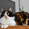 cat, calico_cat, feline, pet, indoor, table, wooden_table, green_eyes, fluffy, fur, plant, cactus, window, chair, domestic_animal, animal, resting, alert, closeup, portrait