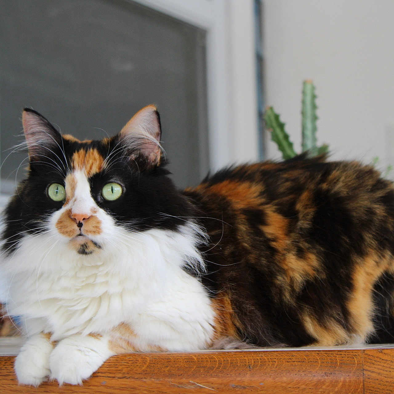 Nucita is registered to the contest to win money with this photo: cat, calico_cat, feline, pet, indoor, table, wooden_table, green_eyes, fluffy, fur, plant, cactus, window, chair, domestic_animal, animal, resting, alert, closeup, portrait