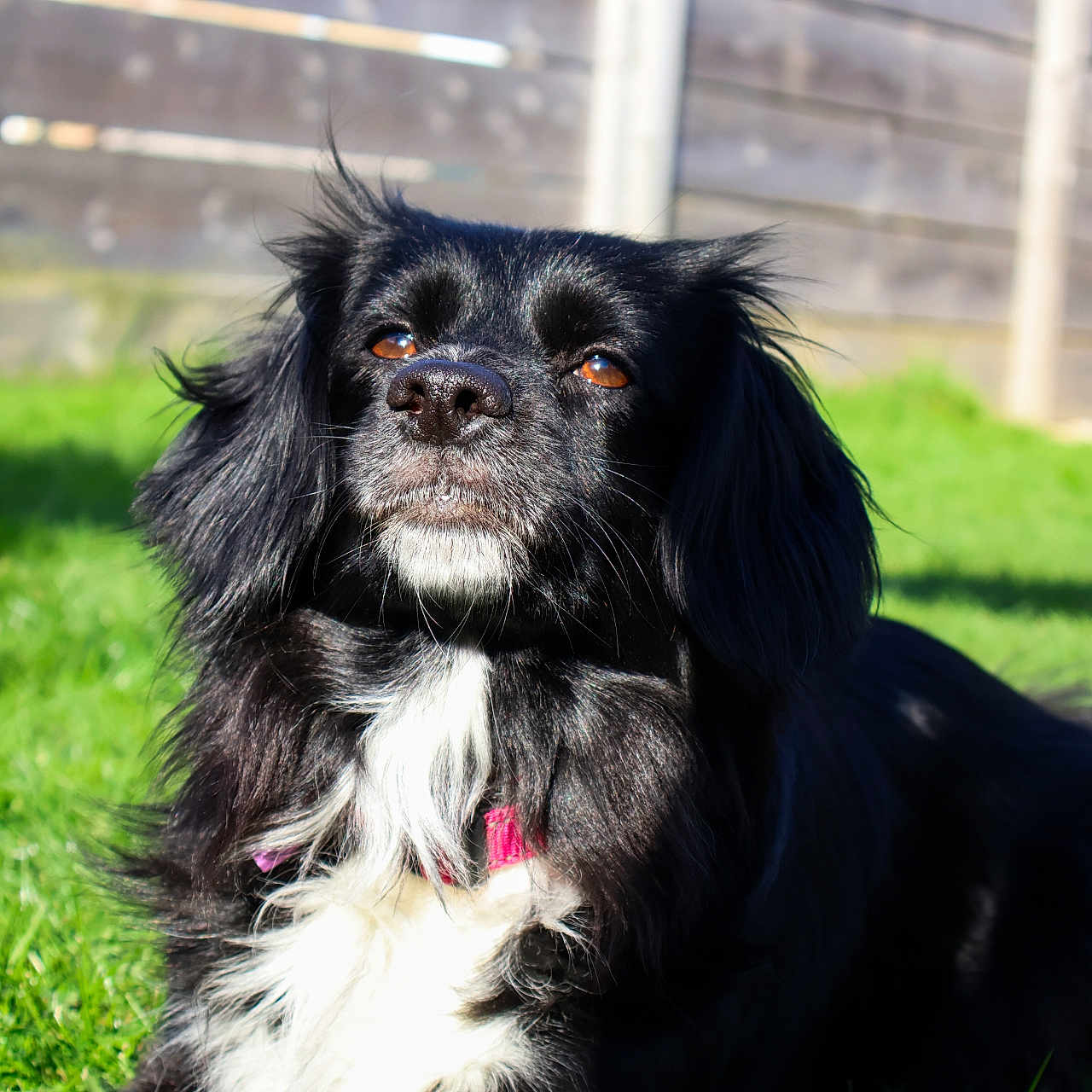 Cali is registered to the contest to win money with this photo: animal, bodypart, canine, cockerspaniel, collie, dog, grass, hound, lawn, mouth, papillon, person, pet, plant, pointer, puppy, terrier