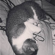 Patate participe au concours pour gagner de l'argent avec cette photo : animal, bed, black_and_white, blanket, cat, comfort, cozy, curled_up, cute, domestic_cat, feline, fur, indoor, nap, pet, relaxed, resting, sleeping, soft, whiskers