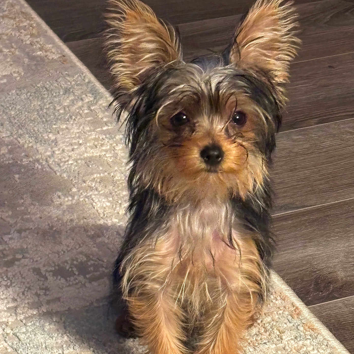 Mia is registered to the contest to win money with this photo: dog, puppy, small_dog, ears, fur, curious, pet, indoor, carpet, floor, brown, black, animal, cute, young, alert, sitting, companion, domestic, adorable