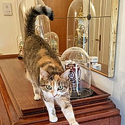Alycia a rejoint le concours — aidez-le/la à gagner de superbes lots ! animal, calico_cat, cat, curious, decorative_item, domestic_cat, door, furniture, glass_dome, green_eyes, home_interior, indoor, mirror, paw, pet, reflection, stretching, tail, whiskers, wooden_cabinet
