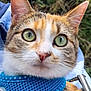 cat, close_up, green_eyes, blue_harness, polka_dots, outdoor, hand, pet, feline, whiskers, ears, fur, animal, cute, curious, domestic_cat, nature, person, holding, portrait