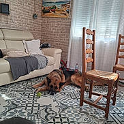 Marley participe au concours pour gagner de l'argent avec cette photo : dog, german_shepherd, living_room, sofa, chair, blanket, pillow, curtains, tile_floor, painting, window, sunlight, tennis_ball, wooden_chair, relaxed, interior, home, decor, comfort, pet