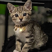 Spectra Nova joined the competition — help win amazing prizes! kitten, cat, tabby, pet, necklace, jewelry, gold, whiskers, big_eyes, cute, portrait, close_up, sitting, paws, fur, stripes, indoor, bokeh, shallow_depth_of_field, curious