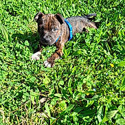 Brooky participe au concours pour gagner de l'argent avec cette photo : blue_harness, brindle_coat, close_up, clover, cute, dog, eyes, grass, greenery, ground, lying_down, nature, nose, outdoor, paw, pet, playful, puppy, sunlight, young