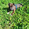 blue_harness, brindle_coat, close_up, clover, cute, dog, eyes, grass, greenery, ground, lying_down, nature, nose, outdoor, paw, pet, playful, puppy, sunlight, young