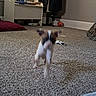 Winston is registered to the contest to win money with this photo: bench, blurry, carpet, clothing, coat, curtain, dog, fabric, floor, heart_cutout, household, indoor, orange_ball, puppy, room, running, shadow, toy, white_bench, window
