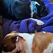 Winston is registered to the contest to win money with this photo: animal, black, blanket, brown_and_white, canine, closeup, collar, cozy, cute, dog, fur, indoor, nap, pet, puppy, purple, relaxation, resting, sleeping, soft
