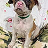 animal, background, blanket, brown_and_white, camouflage, cute, dog, ears, eyes, face, fur, green_collar, indoor, pattern, pet, pink_nose, portrait, puppy, sitting, whimsical