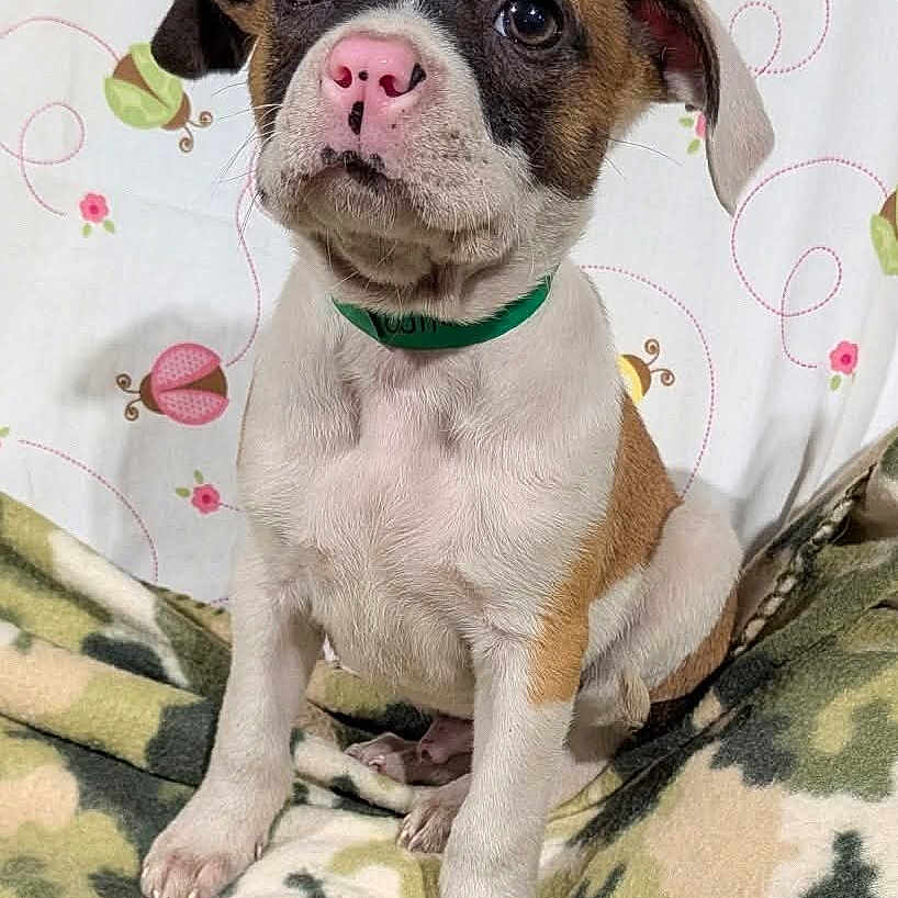 Winston