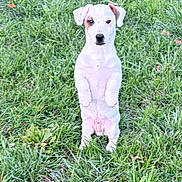 Adès a rejoint le concours — aidez-le/la à gagner de superbes lots ! puppy, dog, white_dog, grass, outdoor, animal, pet, standing, cute, young_dog, nature, greenery, small_dog, ears, fur, mammal, field, canine, alert, adorable
