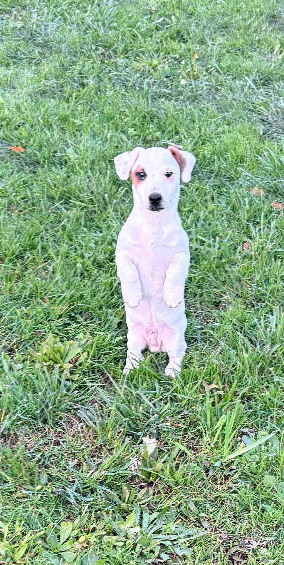 Adès a rejoint le concours — aidez-le/la à gagner de superbes lots ! puppy, dog, white_dog, grass, outdoor, animal, pet, standing, cute, young_dog, nature, greenery, small_dog, ears, fur, mammal, field, canine, alert, adorable