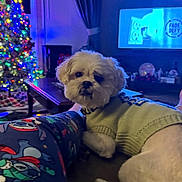 Rocky joined the competition — help win amazing prizes! dog, sweater, christmas_tree, holiday_lights, living_room, pajamas, television, table, curtains, cross, window, couch, pet, indoor, relaxing, decorations, furniture, cozy, night, festive