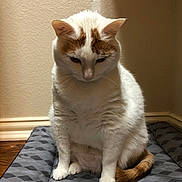 Jules joined the competition — help win amazing prizes! cat, white_cat, orange_markings, pet_bed, indoor, corner, flooring, wood_floor, fur, animal, domestic_cat, sitting, looking_down, quiet, alone, cute, feline, resting, cozy, house