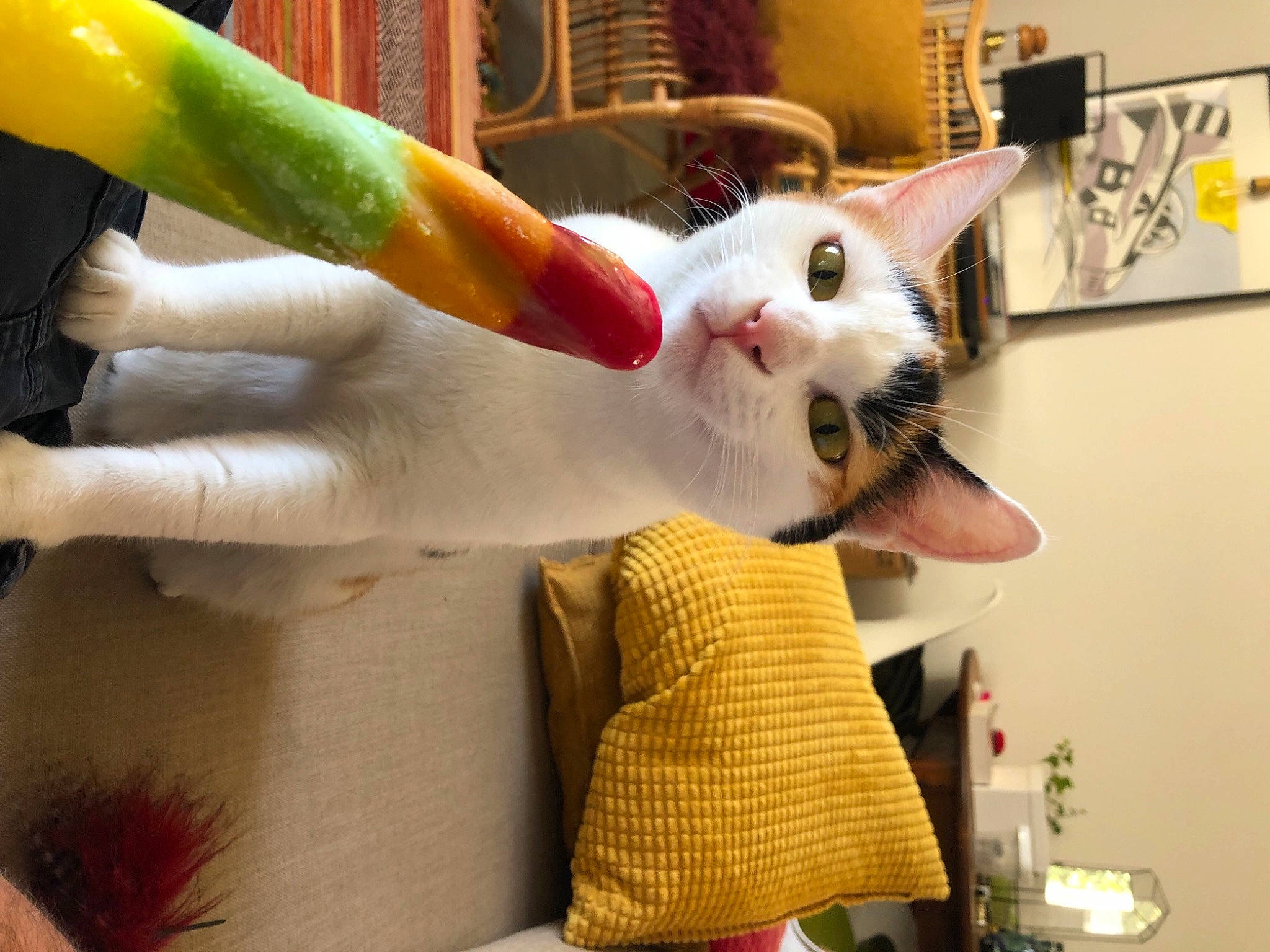 Naya a rejoint le concours — aidez-le/la à gagner de superbes lots ! bottle, carnivore, cat, claw, comfort, domestic_short_haired_cat, fawn, felidae, finger, foot, fur, gesture, nail, picture_frame, room, shelf, small_to_medium_sized_cats, tail, whiskers, wrist