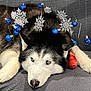 dog, husky, animal, pet, lying_down, face, blue_ornaments, snowflakes, decorations, winter, holiday, festive, fur, black_and_white, toy, red_toy, indoor, resting, expression, closeup