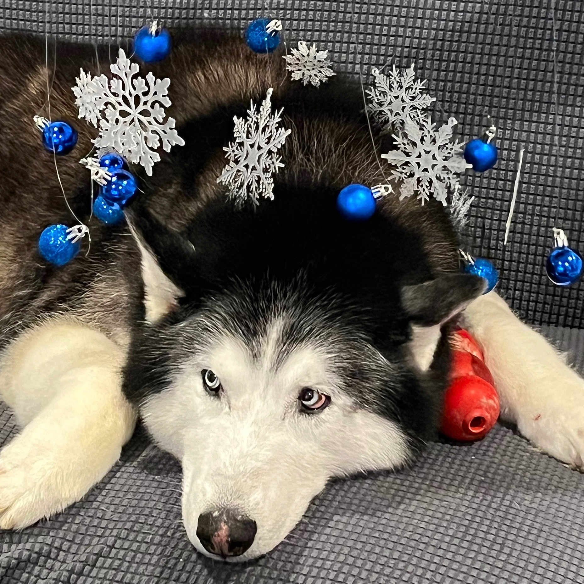 Ozzy is registered to the contest to win money with this photo: animal, black_and_white, blue_ornaments, closeup, decorations, dog, expression, face, festive, fur, holiday, husky, indoor, lying_down, pet, red_toy, resting, snowflakes, toy, winter