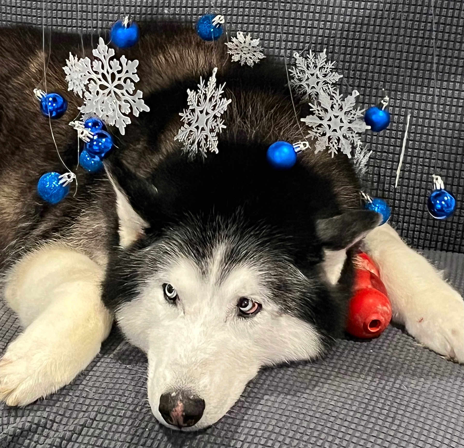 Ozzy is registered to the contest to win money with this photo: dog, husky, animal, pet, lying_down, face, blue_ornaments, snowflakes, decorations, winter, holiday, festive, fur, black_and_white, toy, red_toy, indoor, resting, expression, closeup