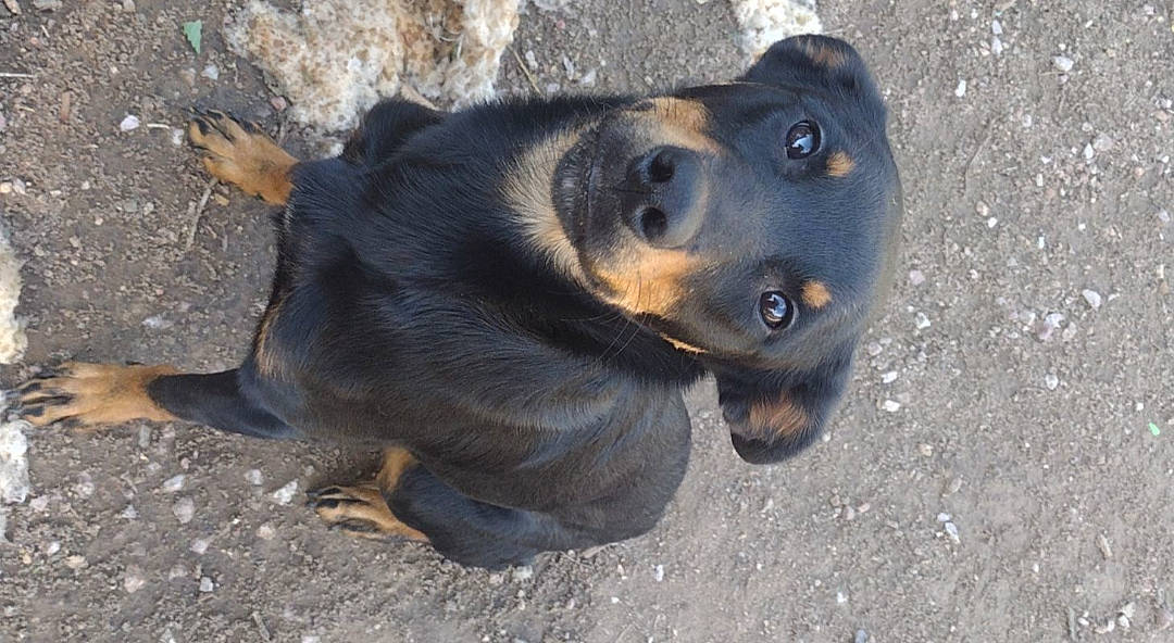 Decker joined the competition — help win amazing prizes! canidae, carnivore, dog, dog_breed, fur, guard_dog, hunting_dog, paw, snout, sporting_group, street_dog, terrestrial_animal, whiskers, working_animal, working_dog