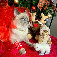 Shadow a rejoint le concours — aidez-le/la à gagner de superbes lots ! cat, christmas_tree, red_fabric, pearl_necklace, stuffed_toy, reindeer_toy, plush_animal, polar_bear_figurine, holiday_decor, ornaments, red_bracelet, festive, blue_eyes, indoor, decorations, christmas_balls, greenery, holiday_theme, pet, cozy