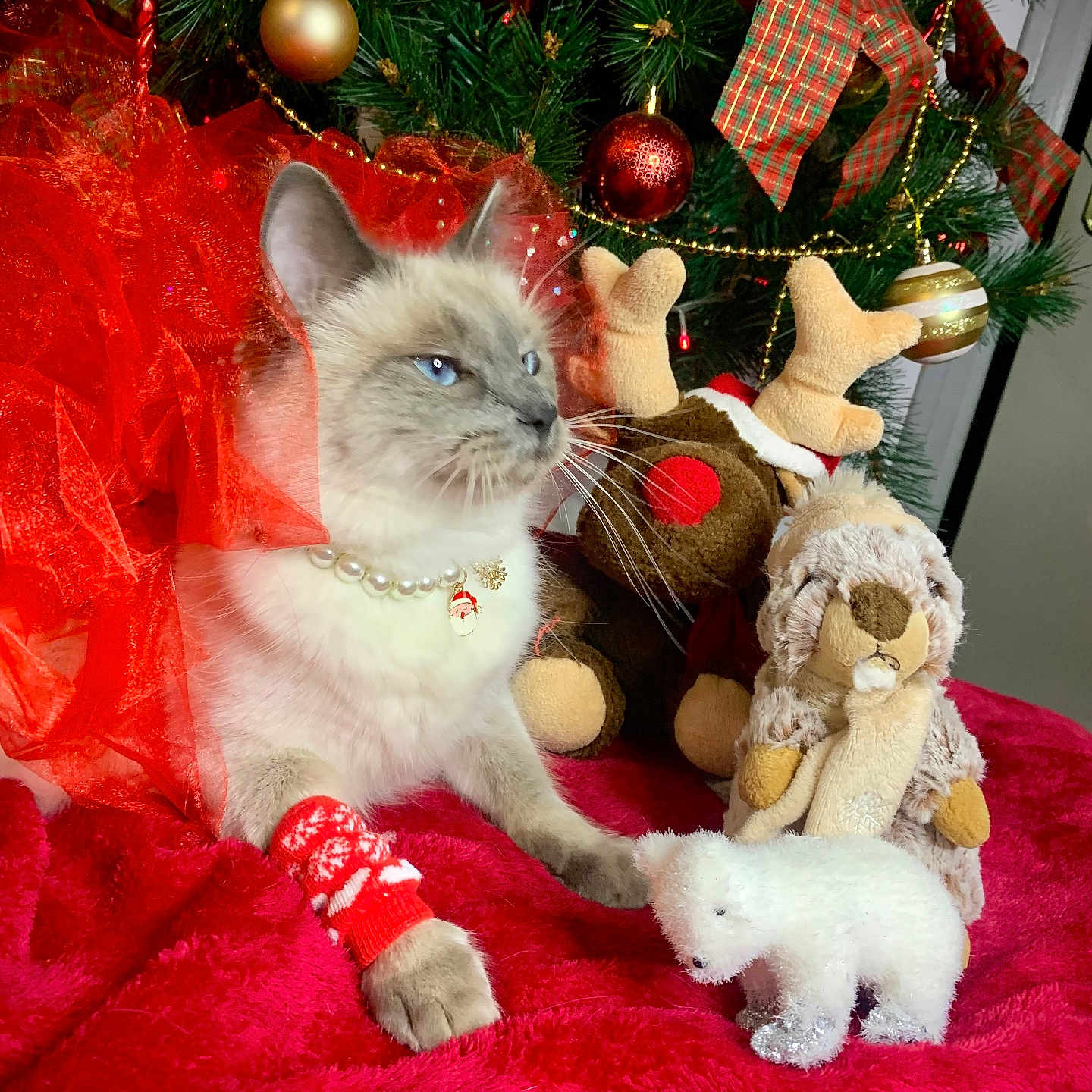 Shadow a rejoint le concours — aidez-le/la à gagner de superbes lots ! cat, christmas_tree, red_fabric, pearl_necklace, stuffed_toy, reindeer_toy, plush_animal, polar_bear_figurine, holiday_decor, ornaments, red_bracelet, festive, blue_eyes, indoor, decorations, christmas_balls, greenery, holiday_theme, pet, cozy