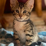 Leo is registered to the contest to win money with this photo: kitten, cat, tabby, pet, animal, feline, cute, indoor, blanket, soft, collar, young, fur, whiskers, ears, eyes, portrait, sitting, closeup, blurred_background