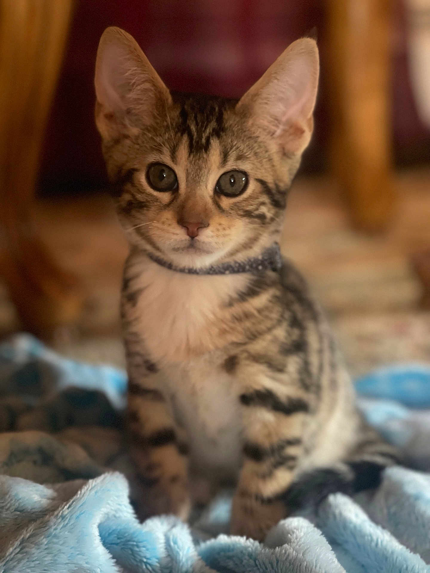 Leo is registered to the contest to win money with this photo: kitten, cat, tabby, pet, animal, feline, cute, indoor, blanket, soft, collar, young, fur, whiskers, ears, eyes, portrait, sitting, closeup, blurred_background